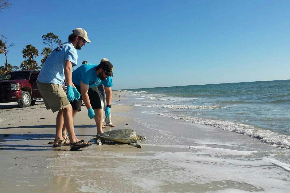 Two agency employees release a rehabilitated sea turtle.